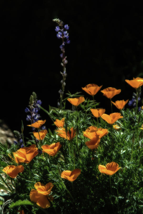 Poppies and Mountain Lupine 5651-030519 Photograph by Tam Ryan