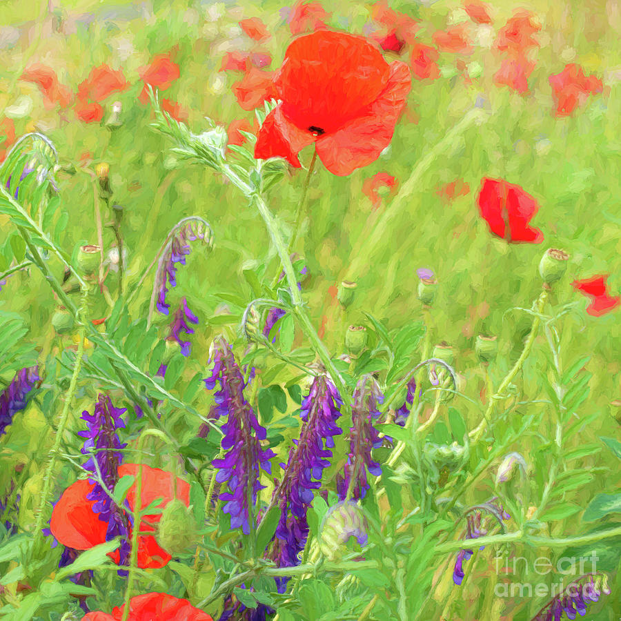 Poppies and Vetches Digital Art by Liz Leyden