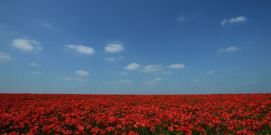 Poppies Photograph by Andreas Jones