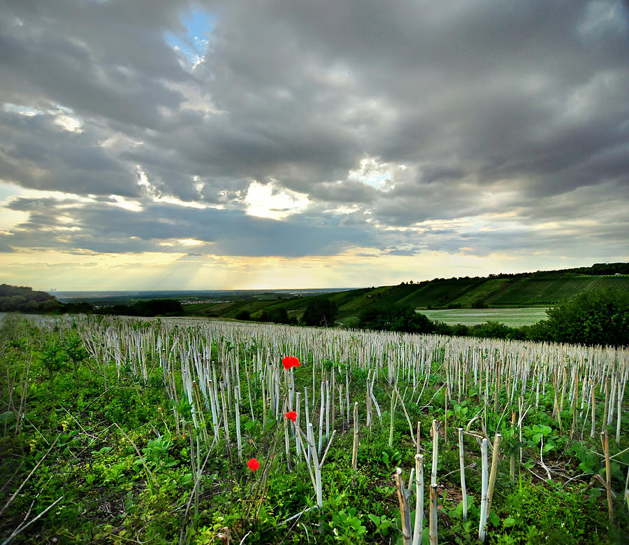 Poppies Photograph by Andy Brandl