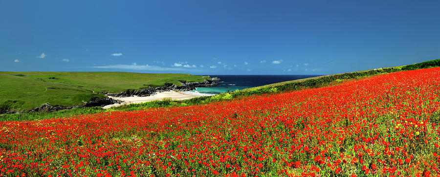 Poppies at West Pentire, Cornwall, England Photograph by Maggie Mccall