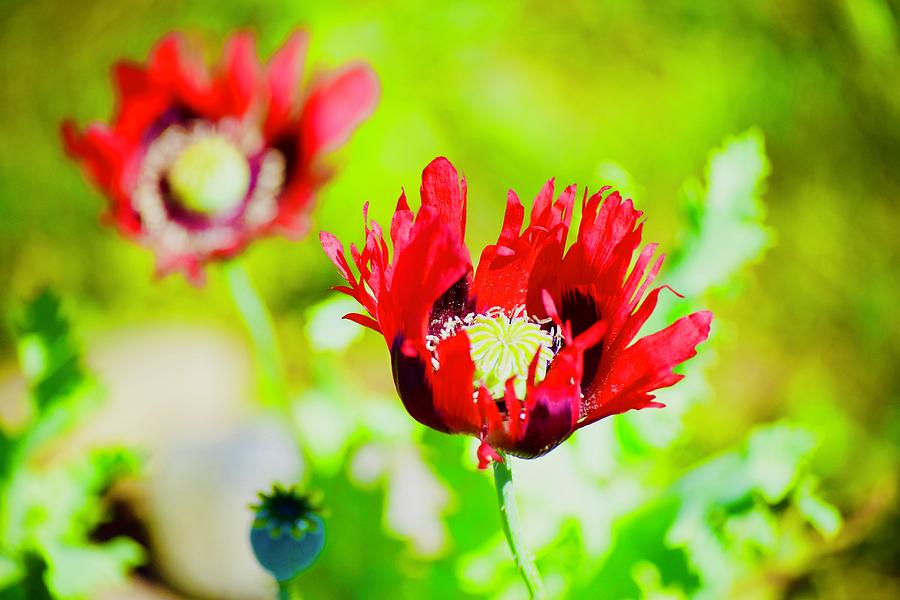 Poppies are Fun Photograph by Debra Grace Addison