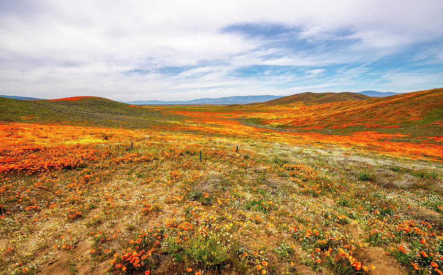 Poppies As Far As The Eye Can See by Gene Parks Poppies As Far As The Eye Can See by Gene Parks