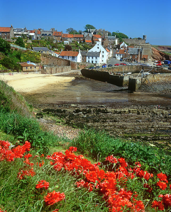 Poppies At Crail Harbour, Fife Photograph by Kathy Collins Poppies At Crail Harbour, Fife Photograph by Kathy Collins