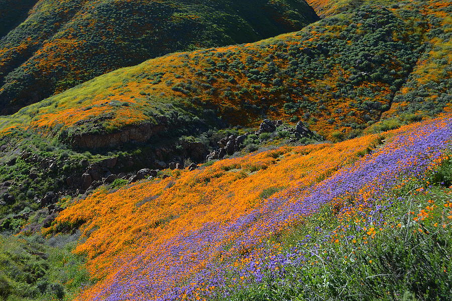 Poppies Bluebells And Rolling Hills Photograph