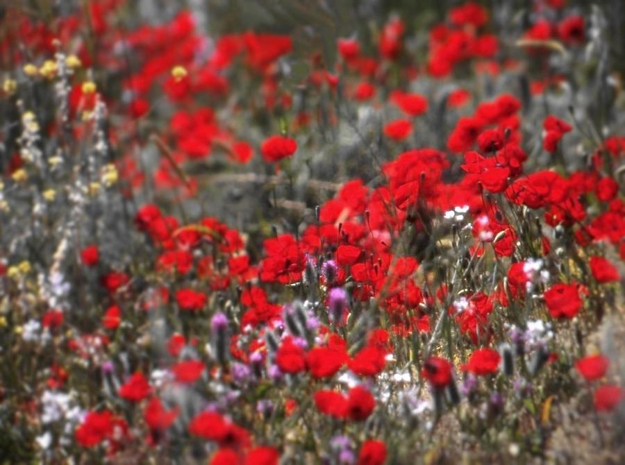 Poppies by the wayside Galilee Photograph by Nigel Radcliffe