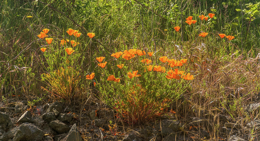 Poppies By Trail To Beach Photograph