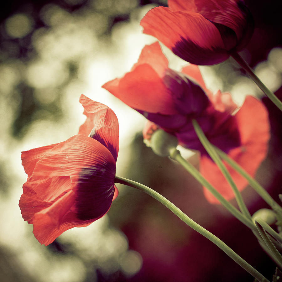 Poppies Photograph by Copyright Alex Arnaoudov