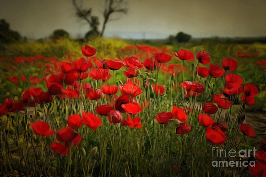 Poppies during springtime III by George Atsametakis Poppies during springtime III by George Atsametakis