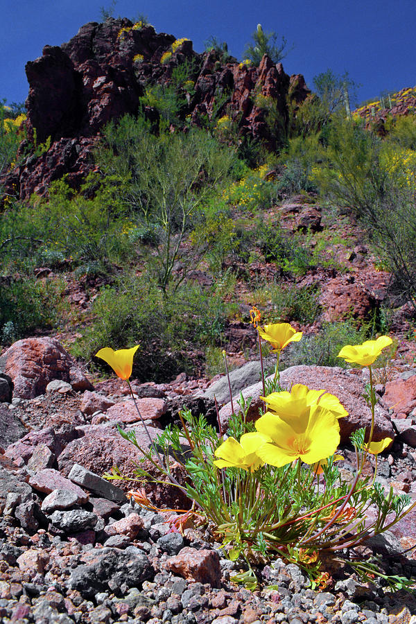 Golden Poppies in Arizona Desert Photograph by Chance Kafka