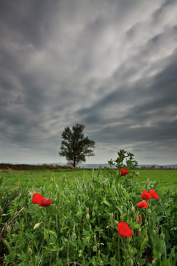 Poppies Field In Morning Photograph by Ricardo Bernal Photography