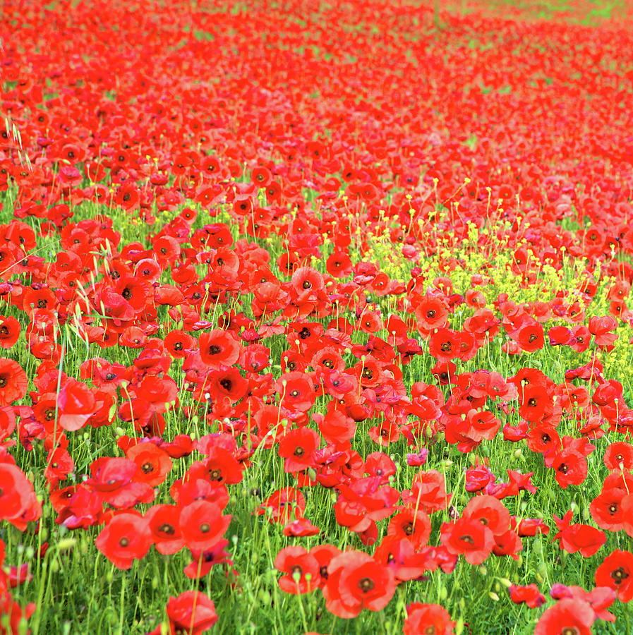 Poppies Field Photograph by Massimo Merlini