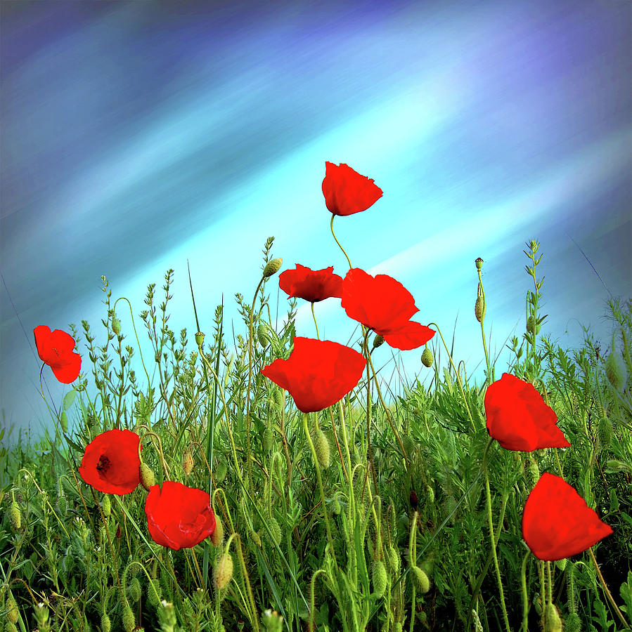 Poppies Flower Photograph by ©jesuscm