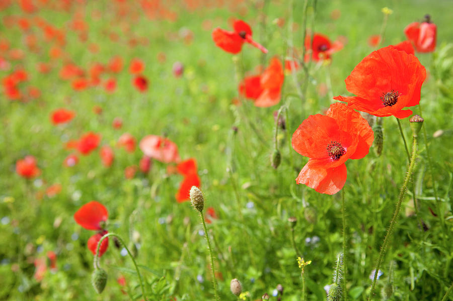 Poppies In A Field Photograph by James French - Fine Art America