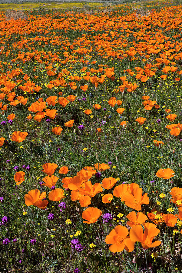 Poppies In Antelope Valley Photograph by Jeff Foott