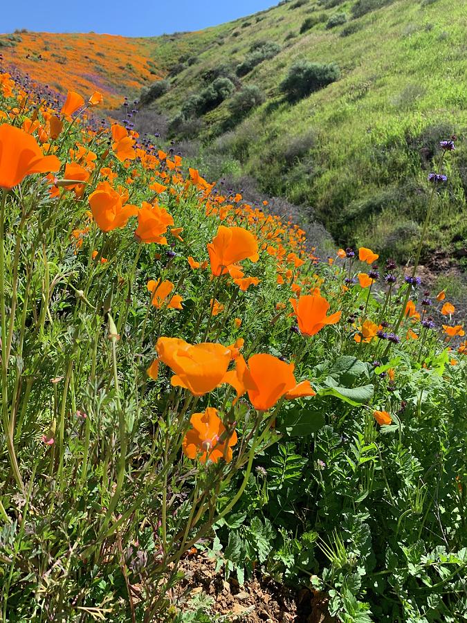 Poppies in Bloom Photograph by Denise Benson