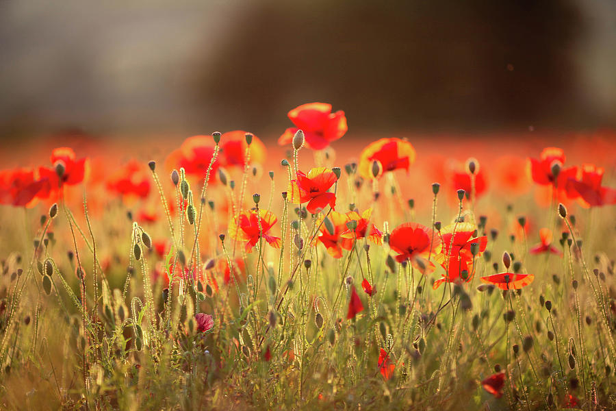 Poppies In Dorset Photograph by Olivia Bell Photography