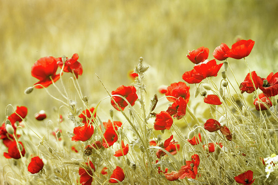 Poppies In Field Of  Wheat Photograph by Christiana Stawski