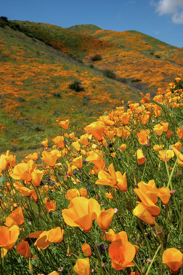 Poppies in full bloom on a hillside in Walker Canyon California ...