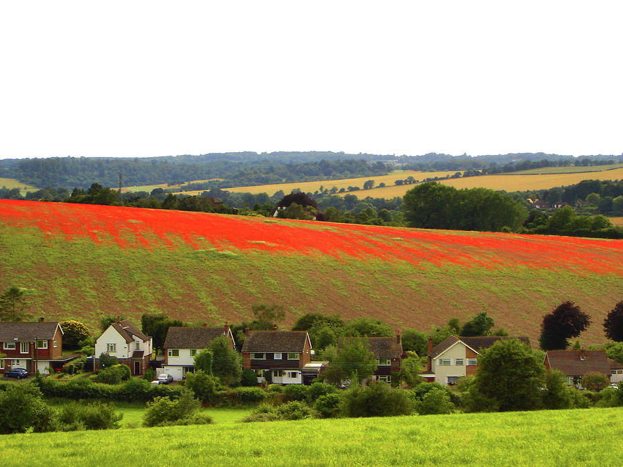 Poppies In Rural England Photograph by Ekaterina Nosenko