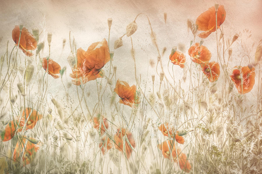 Poppy Photograph - Poppies In The Field by Nel Talen