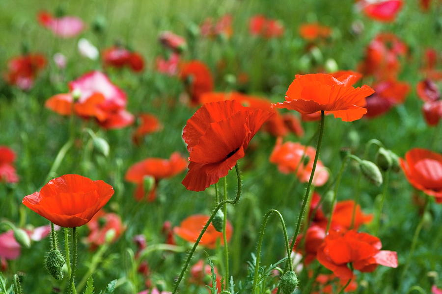 Poppies in the Field by Tom Buchanan Poppies in the Field by Tom Buchanan