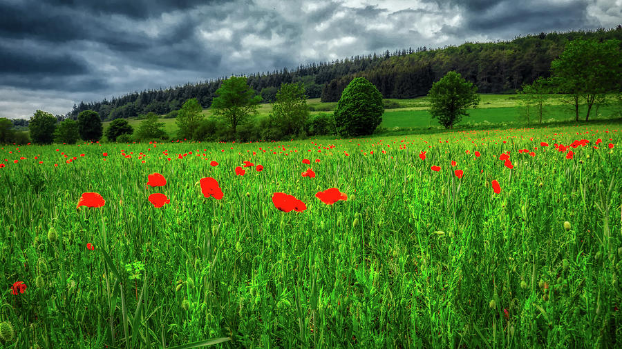 Poppies In The Meadow Photograph by Mountain Dreams
