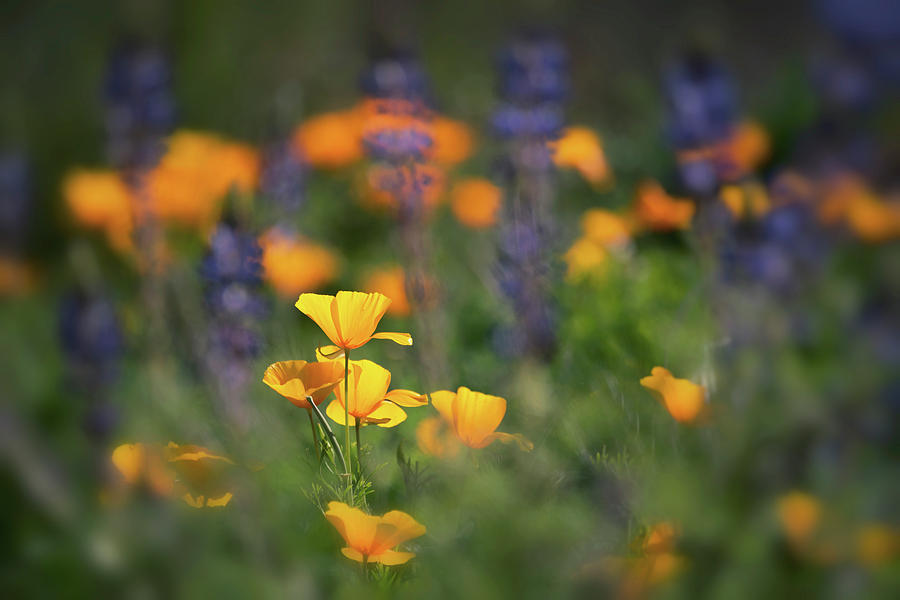Poppies In The Middle  Photograph by Saija Lehtonen