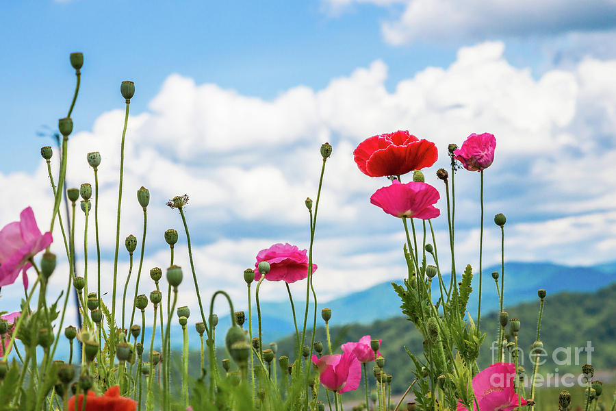 Poppies in the Mountains Photograph by Lisa Lemmons-Powers