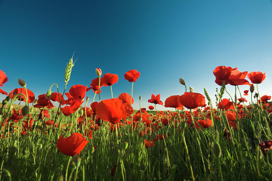 Poppies by Jlgutierrez