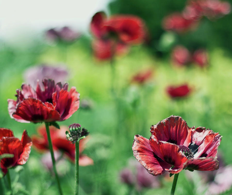 Poppies Photograph by Olga Tremblay