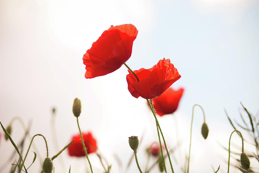Poppies Photograph by Olivia Bell Photography