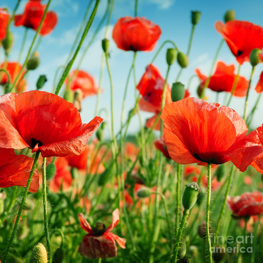 Beauty Photograph - Poppies On Green Field by Serg64 Beauty Photograph - Poppies On Green Field by Serg64