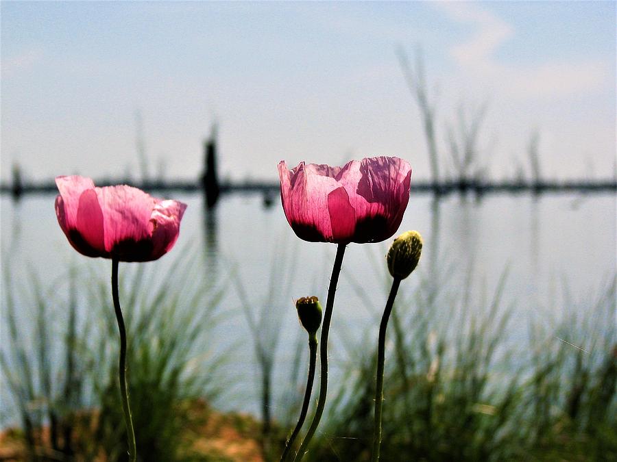 Poppies on Lake Mulwala 2 Photograph by Joan Stratton