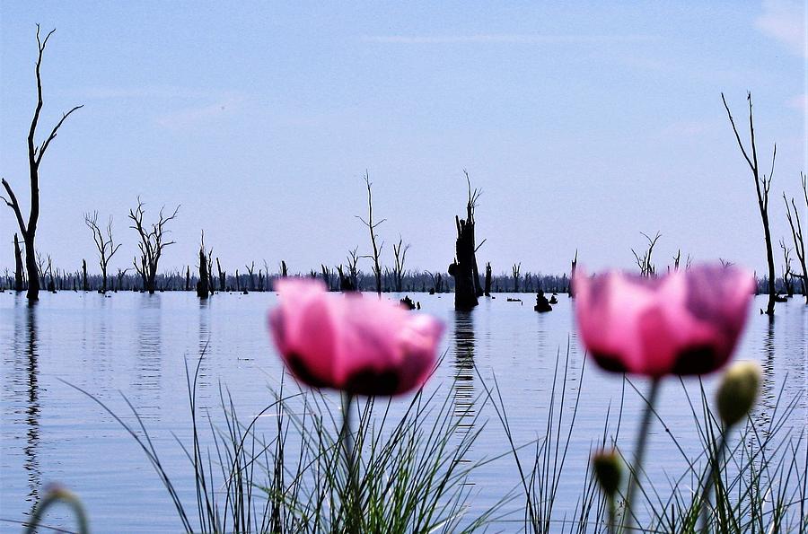 Poppies on Lake Mulwala  Photograph by Joan Stratton