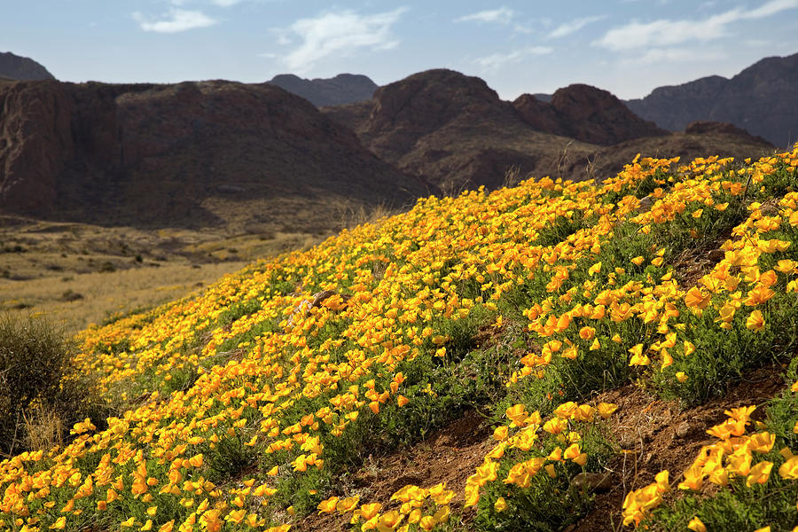 Poppies On The Mountains Photograph by Vallariee Poppies On The Mountains Photograph by Vallariee