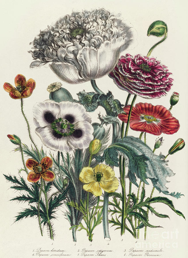 Poppies, plate iv from The Ladies Flower Garden, published in 1842 Drawing by Jane Loudon