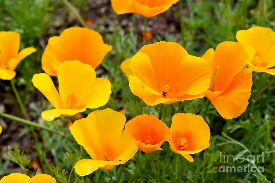 Poppies Radiance Photograph by Janet Marie