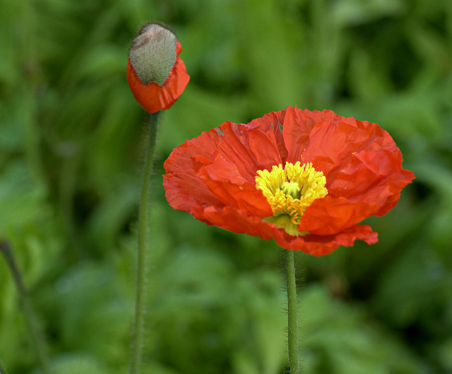 Poppies Photograph by Steve Clancy Photography