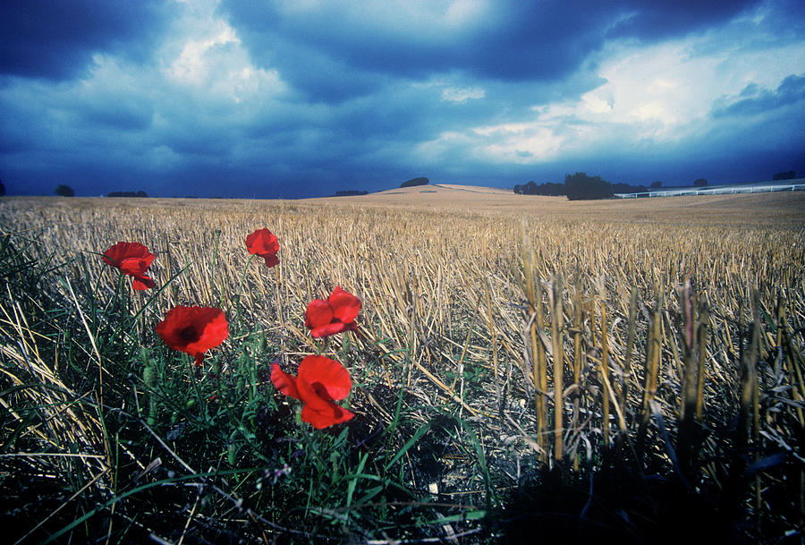Poppies Under A Menacing Sky Photograph by Photokey