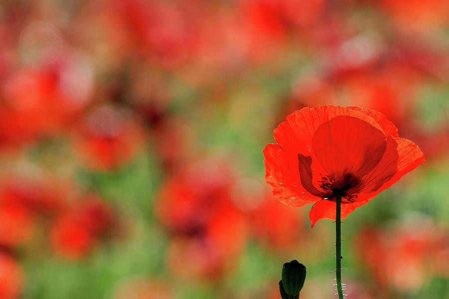 Poppies Photograph by Vittorio Ricci - Italy