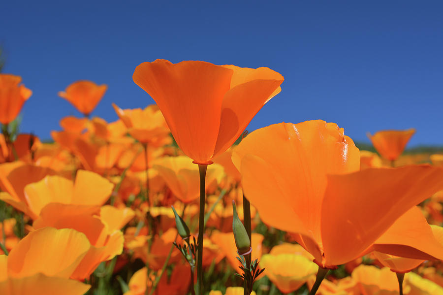 Poppies Walker Canyon Photograph by Kyle Hanson