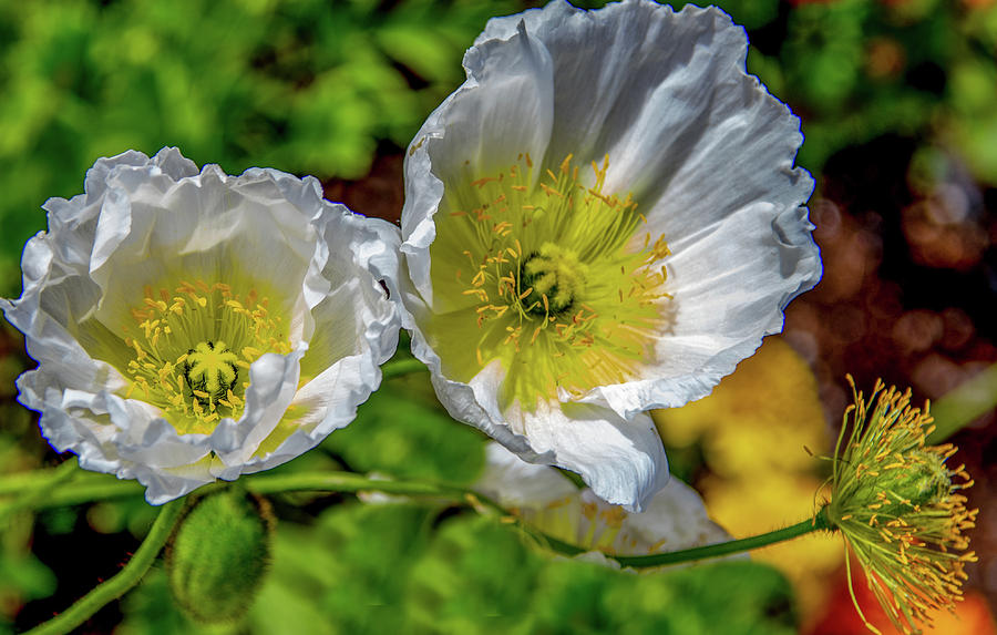 Popping Poppies Photograph by Marcy Wielfaert