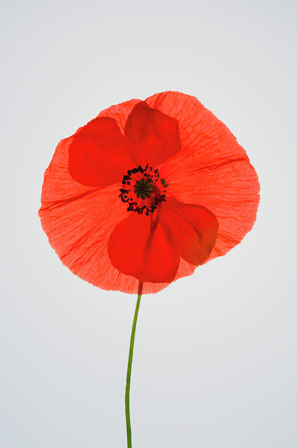 Poppy Against White Background, Close-up Photograph by Nacivet