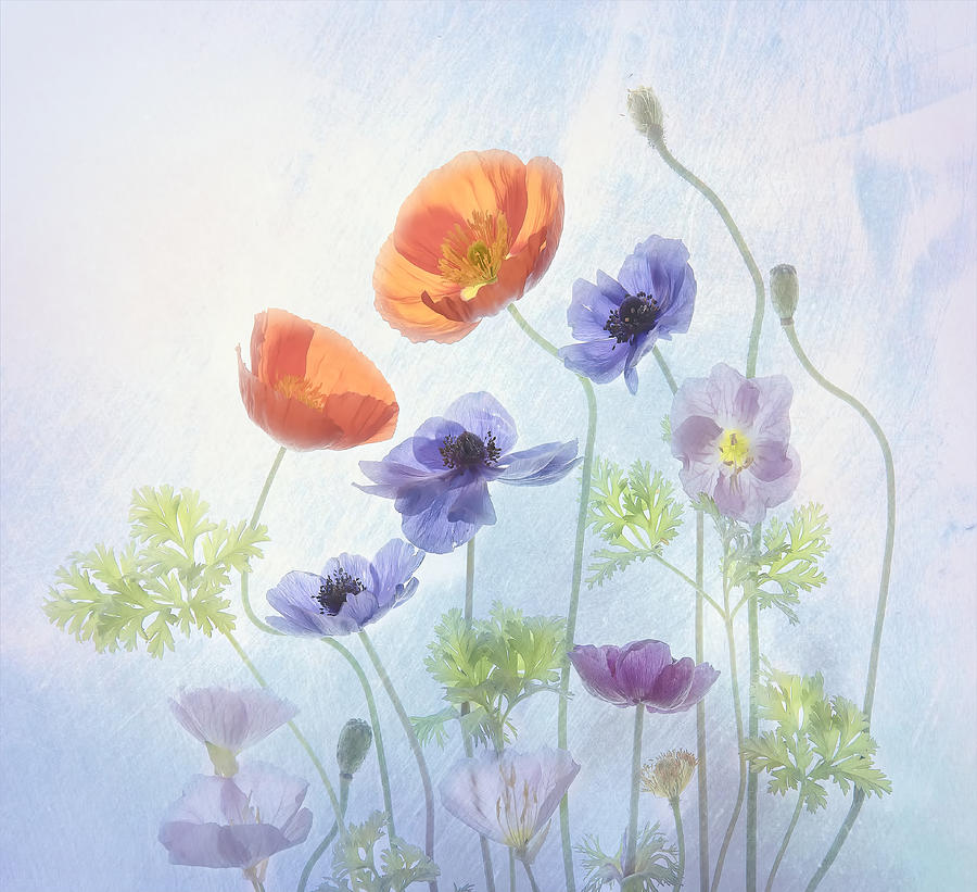 Poppy Photograph - Poppy & Anemone by Catherine W.