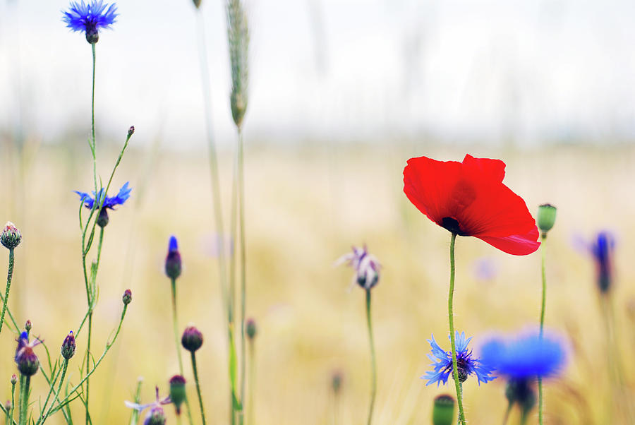 Poppy And Cornflower In Grainfield Photograph by Photo By Anke Peterat