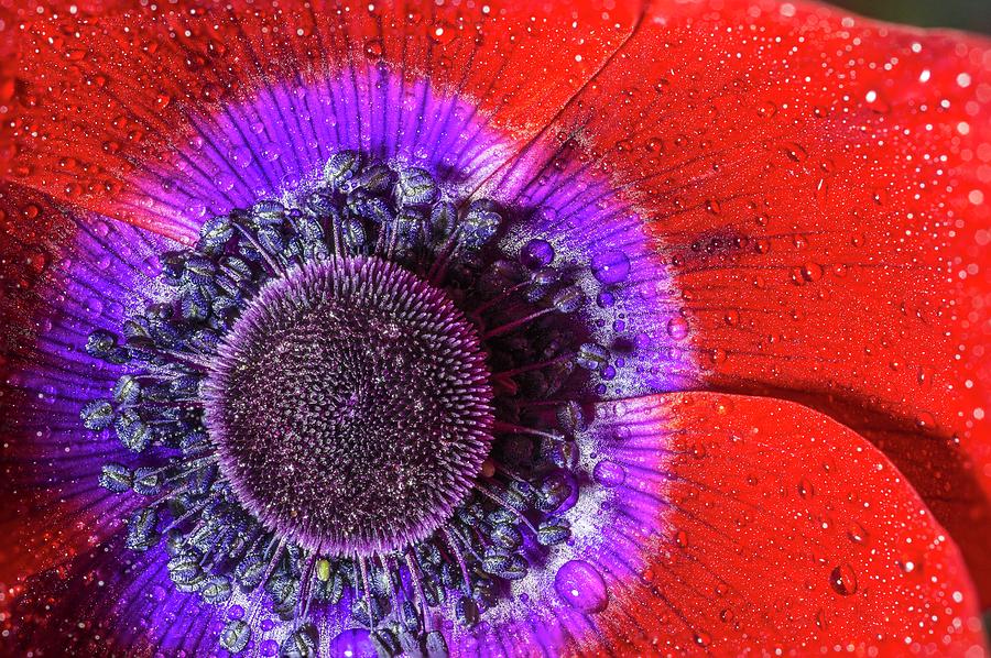 Poppy Anemone Flower Digital Art by Manfred Bortoli