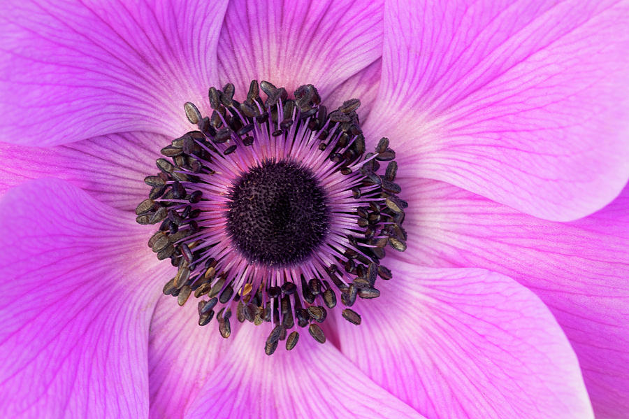 Poppy Anemone Photograph by Patty Colabuono - Fine Art America