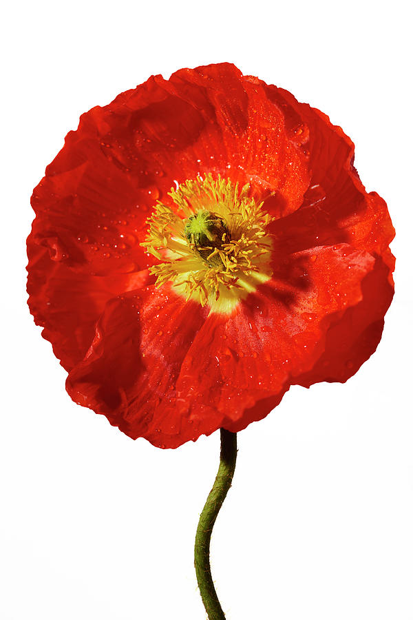 Poppy Photograph - Poppy Bloom Detail On White Background by Cavan Images