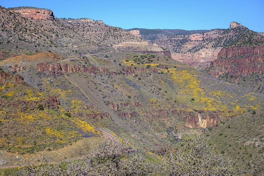 Poppy Bloom Salt River Canyon Arizona Photograph by Mary Lee Dereske